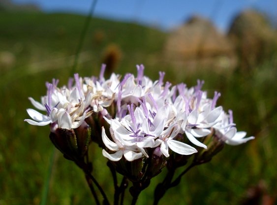 Corymbium villosum inflorescence